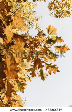 Autumn, fall composition. Beautiful trees with yellow, orange and green oak leaves. Fall concept and natural background. 