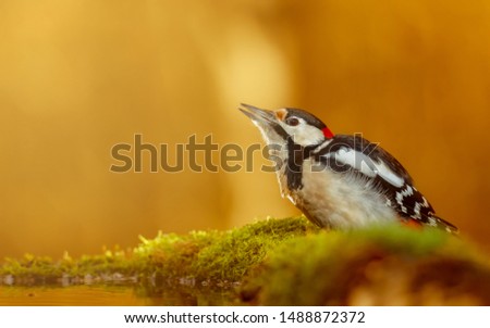 Great woodpecker (Dendrocopos major) with amazing autumn colors 