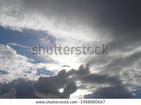 Beautiful seagull in the sky, great design for any purposes. Travel background.