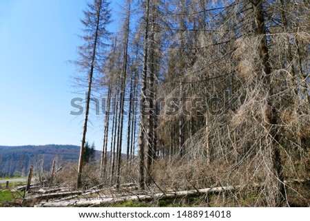 Catastrophic forest dying in Germany. Reason is climate change, dryness and immense reproduction of the bark beetles. 
Picture taken on August 24, 2019 - near Torfhaus, Harz Brocken moutain.