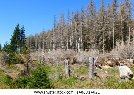Catastrophic forest dying in Germany. Reason is climate change, dryness and immense reproduction of the bark beetles. 
Picture taken on August 24, 2019 - near Torfhaus, Harz Brocken moutain.