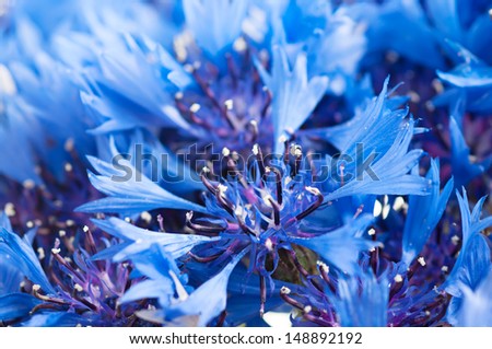 Floral background from blue fresh cornflowers macro image