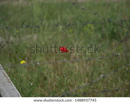 In the foreground is a barbed wire fence. On a blurred background red poppy in the green grass.
