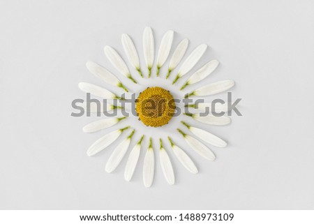Beautiful white flower chamomile with separately petals on a uniform white background. Spring or summer background with copy space for text. Minimal concept, copy space, flat lay
