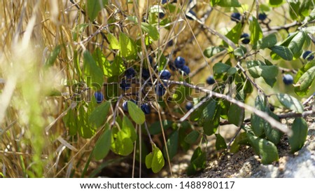 Blueberries are a tasty, healthy berry. Vaccinium corymbosum, tall bilberry bush. Blue ripe fruit on a healthy green plant.
