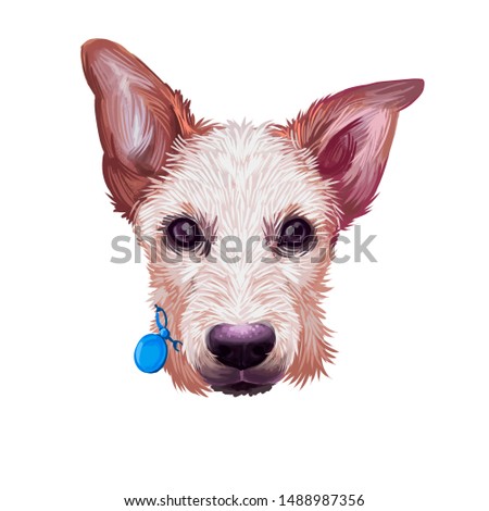 Australian Stumpy Tail Cattle Dog puppy dog breed digital art illustration isolated on white. Popular pup portrait with text. Cute pet hand drawn portrait. Graphic clip art design