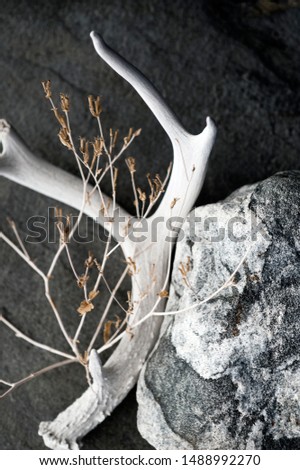 Antler Stone and Plant still life art photography. 