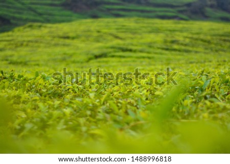Beautiful green tea plantation in Rancabali, Bandung. The expanse of tea plantations over the hills with cool weather