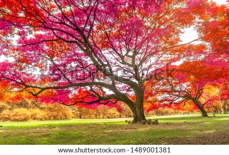 The big Rain trees plant with colorful leaves, pink orange and yellow leaf in autumn season under sunshine morning, on green grass lawn in a park