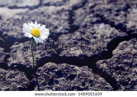 One daisy flower sprouts through dry cracked soil. Symbol of soul rebirth and eternal life Royalty-Free Stock Photo #1489001609