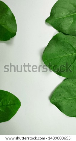 Creative concept of a green leaf. Green leaves are made into a frame on a photo with a white background