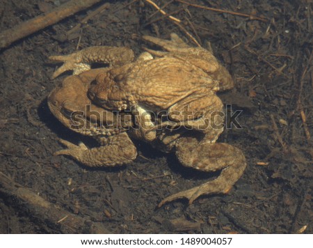 Common toads (Bufo bufo) mating in the stream.