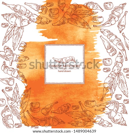 Watercolor background with chinese artichoke : tuber of chinese artichoke, leaves and slice. Stachys affinis. Vector hand drawn illustration