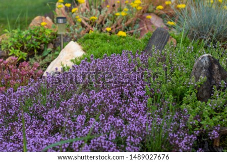 Beautiful background with blooming lilac thyme in the garden