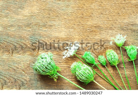 White flowers on wooden background. Wildlife concept. Natural surface texture for design.Close-up, copy space