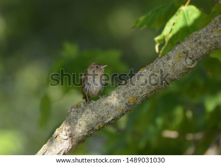 House Wren in the forest