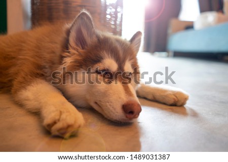 Picture of a chill dog is lying on the floor at home. Siberian Husky