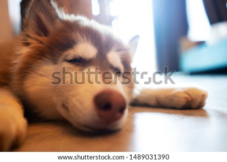 Picture of a chill dog, taking a nap ,Siberian Husky