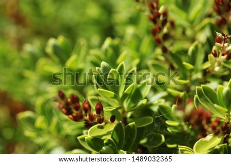 British-grown green shrub. Natural background. Seasonal.