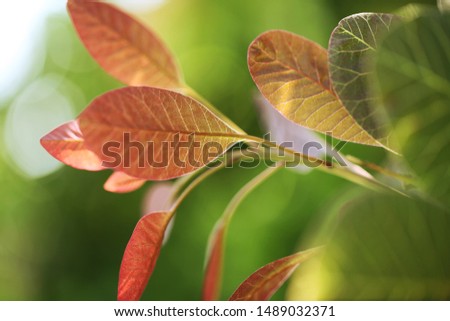 Beautifully textured leaves in sun rays. Natural background.