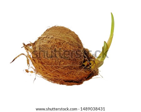 sprout of coconut tree isolated on white background​