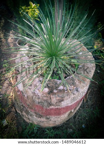 Green plants growing in an old tree trunk, evolution, nature photography
