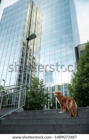 dog near the skyscrapers in the city. Pet at business centers. Modern architecture. Nova Scotia duck tolling Retriever