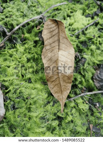Dry leaves on the green grass