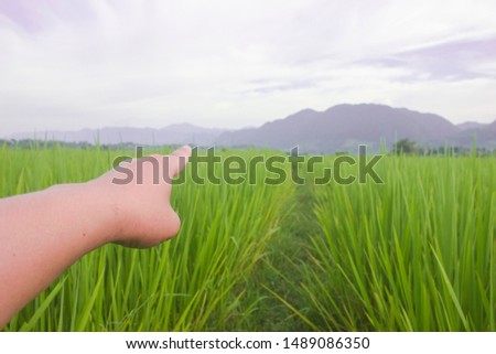 nature green rice filed with hand hand point blue sky beuatiful landscape background