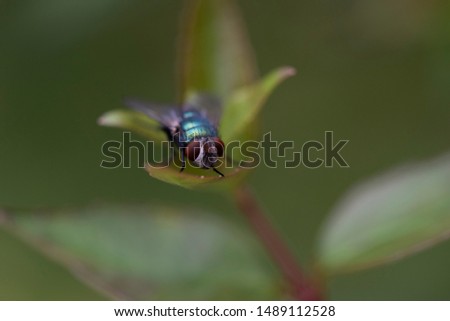 fly perched on a leaf