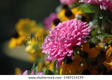 Pink daisy in the rays of light. Shallow depth of field