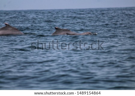 Dolphin is a common name of aquatic mammals within the infraorder Cetacea.