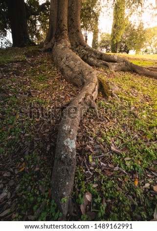 The long roots of a big hackberry tree at sunset, Italy