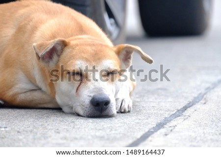 A brown white Thai dog sleeping on a road ground floor with blurred a car wheel