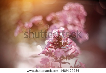 Blurred summer background with blooming Phlox in the evening sun.