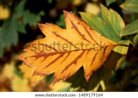 Fallen autumn leaves. Yellow leaves. Can be used as a background, as an element for sites, in design. 