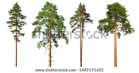 Set of tall pine trees isolated on a white background. Royalty-Free Stock Photo #1489191605