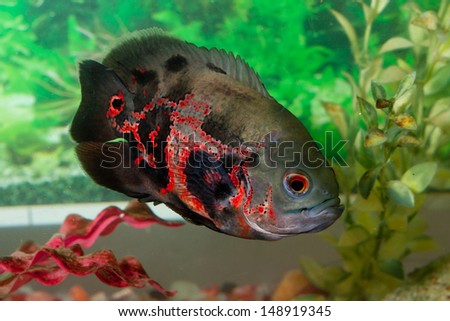 Oscar fish in Aquarium, Astronotus ocellatus. aquarium with green plants, snag and stones. isolated fish close up.