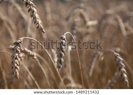 A field of ripped corn of barley, rye or wheat. Beautiful landscape of Latvia in a late summer