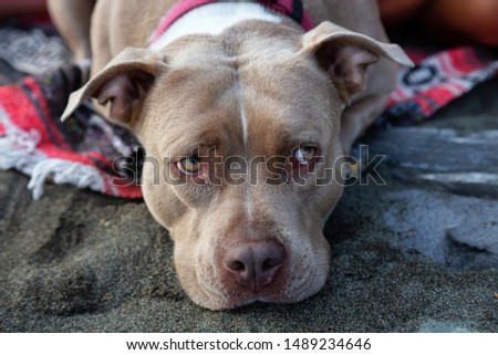 Adorable Closeup picture of a Cute Dog, Pit Bull, laying on the beach during summer evening. Taken in Vancouver Island, BC, Canada.