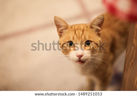 A ginger cat looking up towards a table about to meow, with it's eyes in focus and a lovely blurred background.