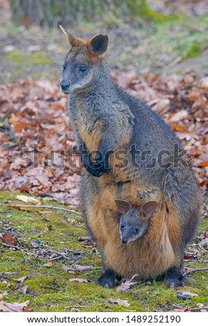 Swamp wallaby (Wallabia bicolor) Mammal