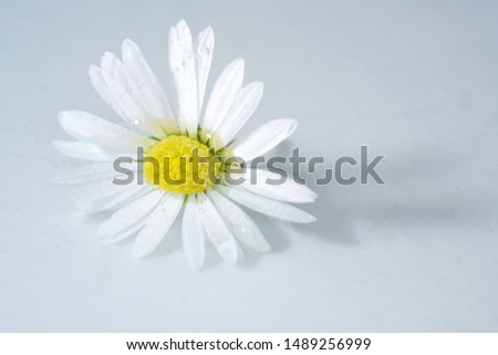 Since Daisy grows on almost every meadow area, it is one of the best-known plant species in Central Europe.                              
