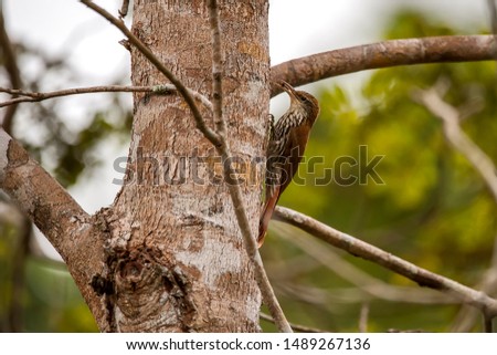 Scaled Woodcreeper photographed in Linhares, Espirito Santo. Southeast of Brazil. Atlantic Forest Biome. Picture made in 2012.