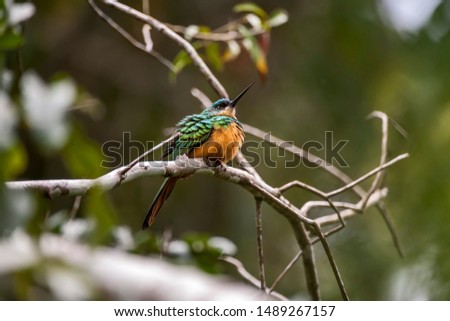 Rufous tailed Jacamar photographed in Linhares, Espirito Santo. Southeast of Brazil. Atlantic Forest Biome. Picture made in 2012.
