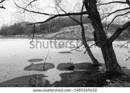Landscape with a tree growing by the water on the shore of a rural pond, covered with a thin layer of ice, powdered with snow. In the background you can see the other bank with dry grass and nobody.
