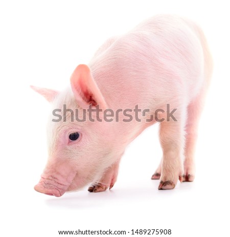 One small piglet isolated on a white background.