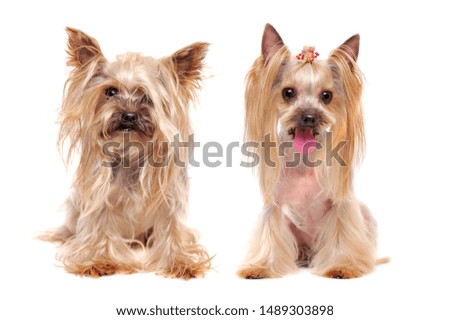 Closeup portrait of a Yorkshire Terrier getting stylish haircut