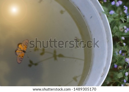 Butterfly dead in water,Shadow of flowers,The reflection of the sun,blue flowers