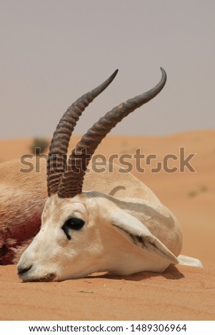 hunting gazelle Desert nature background sky adventure wave sandy yellow sahara tourism desert sand